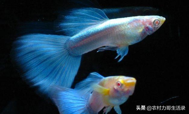 幼儿园里儿童的姓名标签是怎么做的水杯上的姓名标签怎么打(幼儿园姓名标签打印模板)