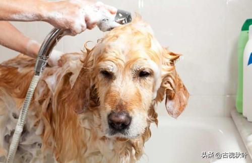 下雨的味道究竟是什么的味道(下雨的味道是什么菌)