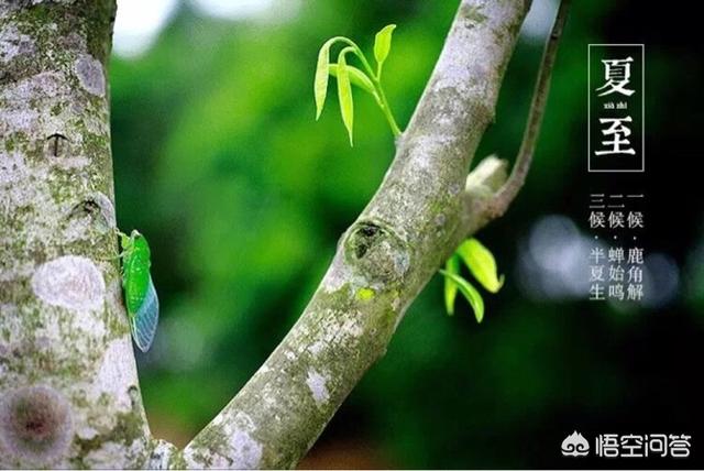 今天夏至,夏至如何养生大家一起来探讨