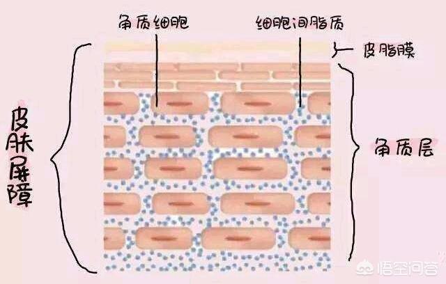 维生素E真的能缓解肌肤干燥,延缓皮肤衰老吗有什么科学依据