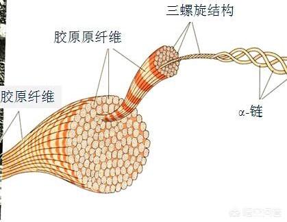维生素E真的能缓解肌肤干燥,延缓皮肤衰老吗有什么科学依据