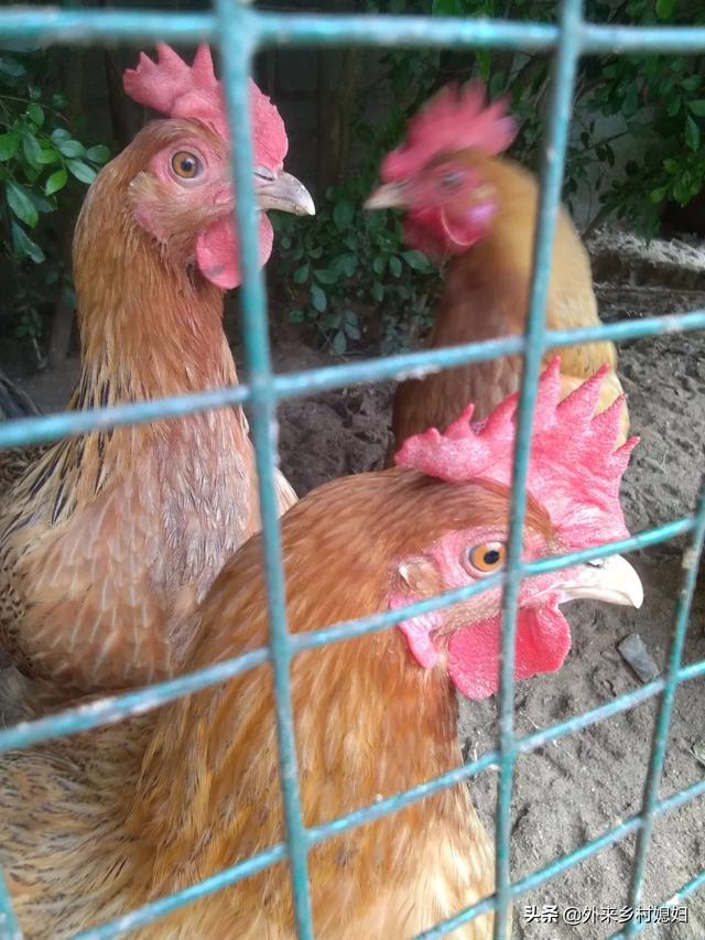 养生汤中药配方图片,养鸡中草药配方有哪些怎样才能减少养鸡喂药的成本