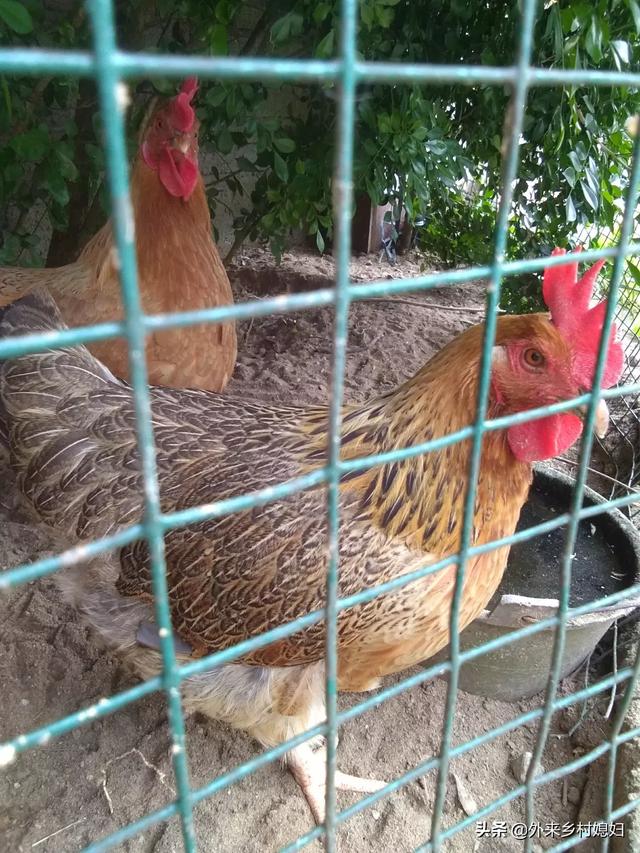 养生汤中药配方图片,养鸡中草药配方有哪些怎样才能减少养鸡喂药的成本