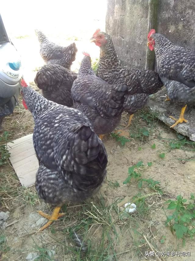 养生汤中药配方图片,养鸡中草药配方有哪些怎样才能减少养鸡喂药的成本