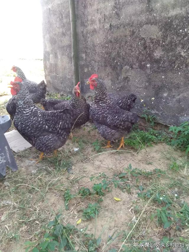 养生汤中药配方图片,养鸡中草药配方有哪些怎样才能减少养鸡喂药的成本