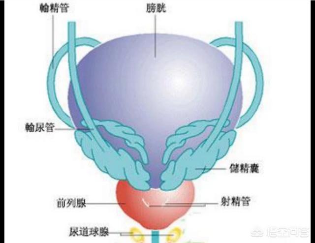 關於前列腺,男性有哪些需要知道的男性如何保養前列腺_女性吧(女人吧)