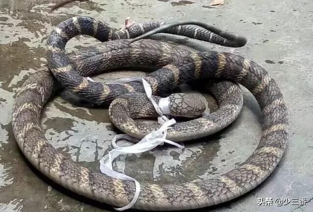 农村有些人说眼镜王蛇一次能排放200毫升毒液,真有这么多吗