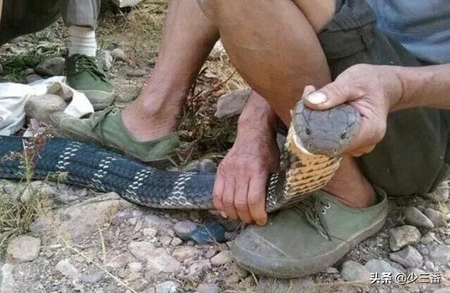 农村有些人说眼镜王蛇一次能排放200毫升毒液,真有这么多吗