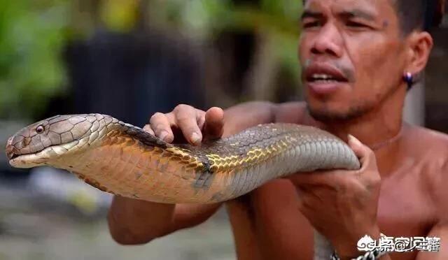 农村有些人说眼镜王蛇一次能排放200毫升毒液,真有这么多吗