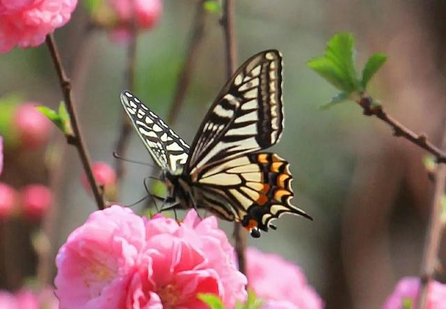 三十多岁才感觉人生一世毫无意义,还不如猴子轻松自在,您觉得呢
