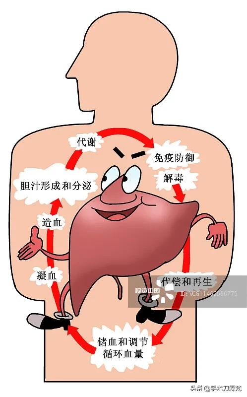 肝脏发炎有病为避免肝脏有莫大病变如何保护肝呢