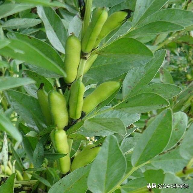 蠶豆生長可分幾個時期各個時期種植管理有什麼要求