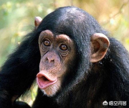 养生堂女性经期同步,“月经”现象是否只存在于人类之中