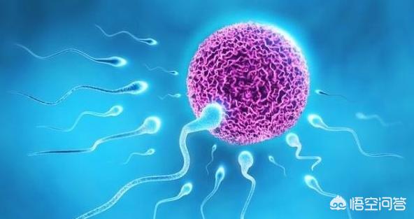 养生堂女性经期同步,“月经”现象是否只存在于人类之中