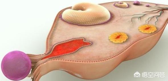 养生堂女性经期同步,“月经”现象是否只存在于人类之中