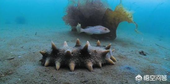 壁虎的尾巴为什么断了还能再长出来