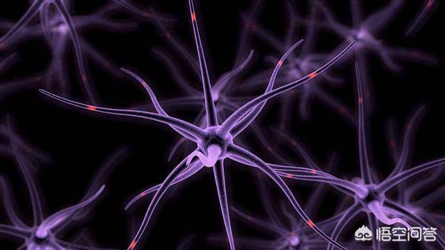 壁虎的尾巴为什么断了还能再长出来