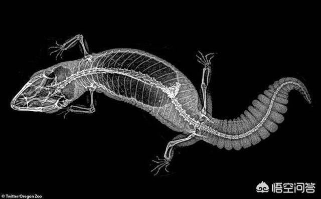 壁虎的尾巴为什么断了还能再长出来
