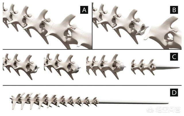 壁虎的尾巴为什么断了还能再长出来