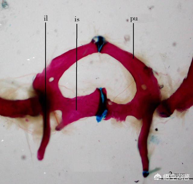 壁虎的尾巴为什么断了还能再长出来