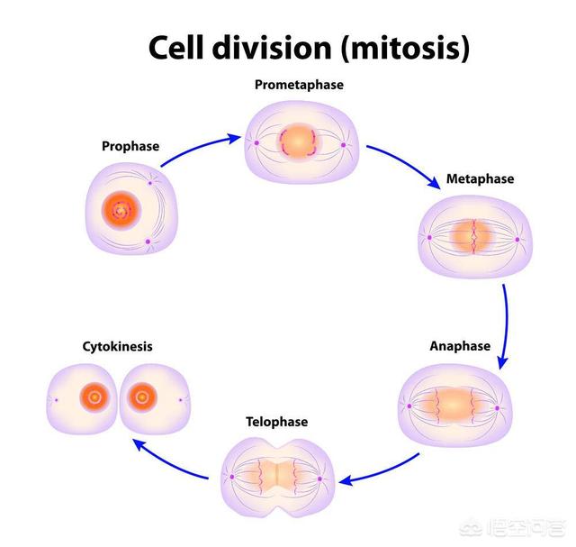 壁虎的尾巴为什么断了还能再长出来
