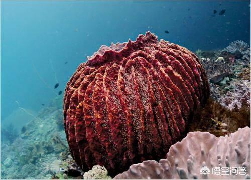 壁虎的尾巴为什么断了还能再长出来