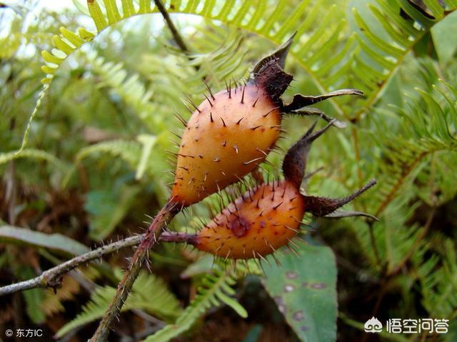 有谁认识刺梨吗可不可以吃