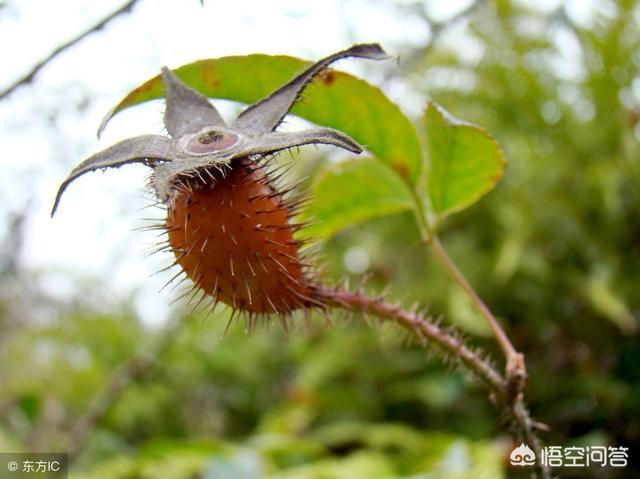 有谁认识刺梨吗可不可以吃