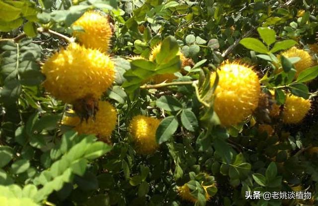 有谁认识刺梨吗可不可以吃