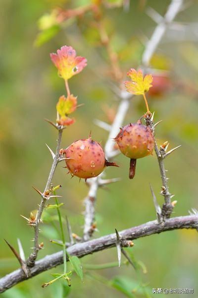 有谁认识刺梨吗可不可以吃