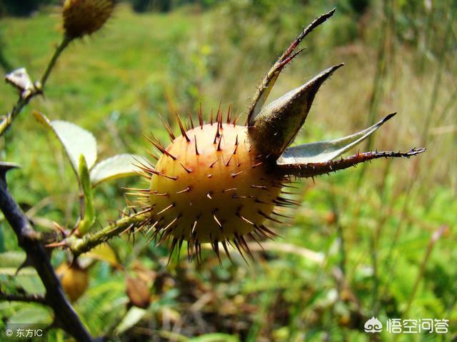 有谁认识刺梨吗可不可以吃