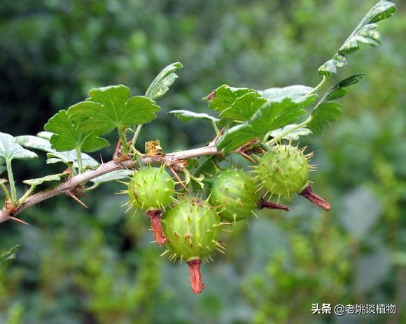 有谁认识刺梨吗可不可以吃