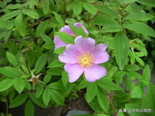 有谁认识刺梨吗可不可以吃