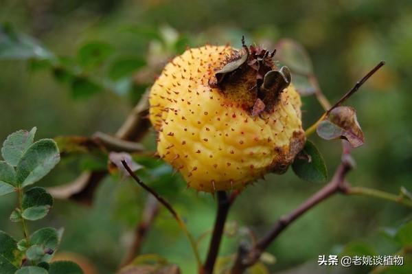 有谁认识刺梨吗可不可以吃