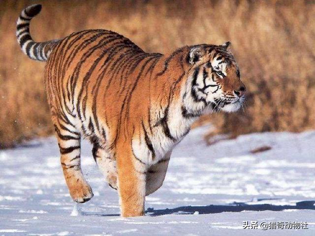 虎王戴尔是一头成年雄性东北虎,而查吉尔是一头成年雄性孟加拉虎,它们