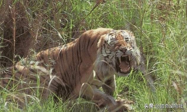 虎王戴尔是一头成年雄性东北虎,而查吉尔是一头成年雄性孟加拉虎,它们