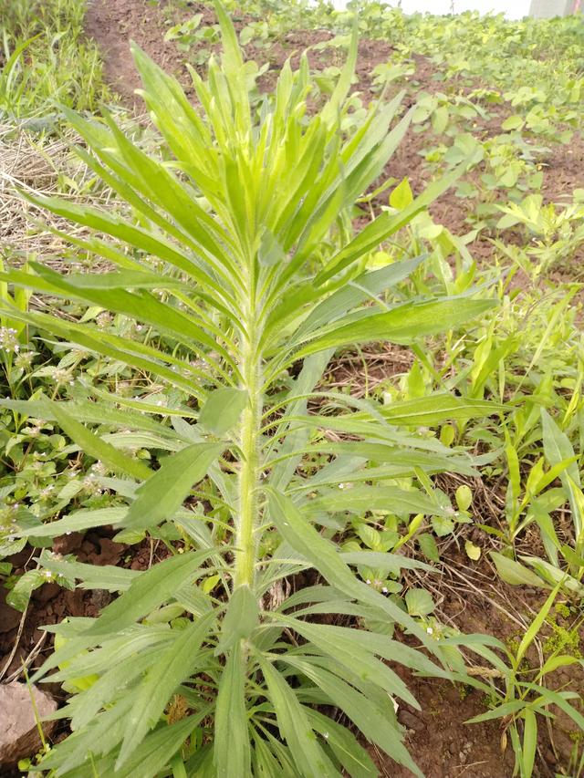 割猪草农村图片